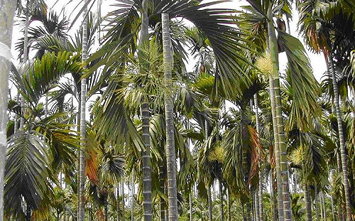 不要再吃啦！農糧署推「檳榔廢園」轉種優良農作物