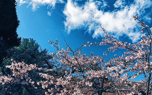 賞櫻趁現在！阿里山花季「櫻王」花況接近滿開