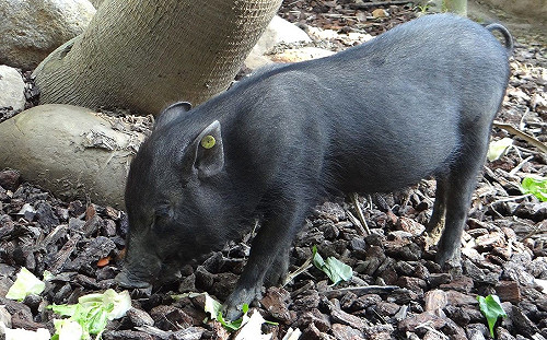 蘭嶼豬寶寶食慾大！帶刺仙人掌照樣吃光光