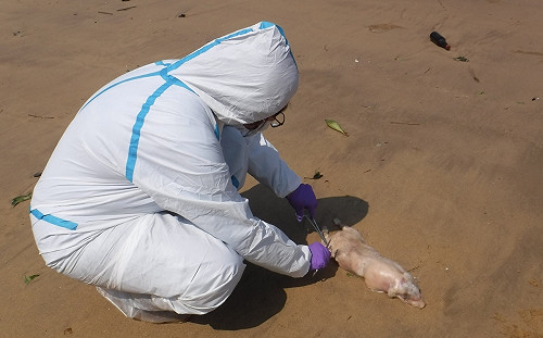 非洲豬瘟檢驗皆陰性！金門解除豬肉品運輸管制