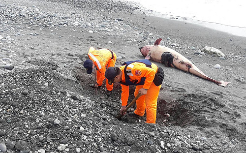 悲！4天死3隻 台東成功又見鯨豚死亡擱淺