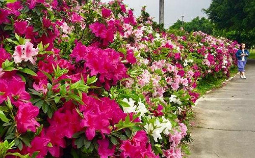 賞花野餐好去處！三重大都會公園杜鵑花齊綻放