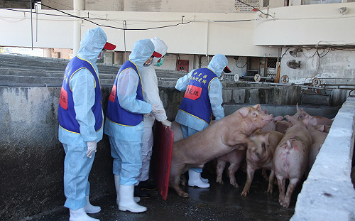 中國非洲豬瘟專家會議沒台灣的份！防檢局這樣回應