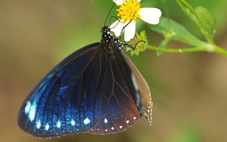 仲夏蝶舞盛會！關子嶺泡湯標放紫斑蝶