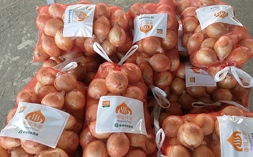 暖冬影響恆春洋蔥長不大！農會拍胸口保證：小球風味也絕佳