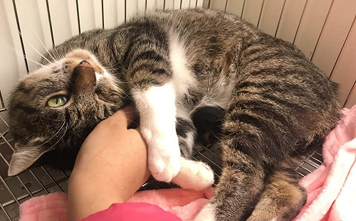 讓浪浪被看見！北市攜手商家推「浪愛滿屋」供認養