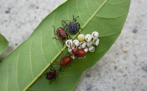 免驚!看到果樹害蟲「荔枝椿象」你可以這樣做