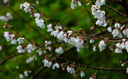春天就是要賞花！國家森林遊樂區超美花海大公開