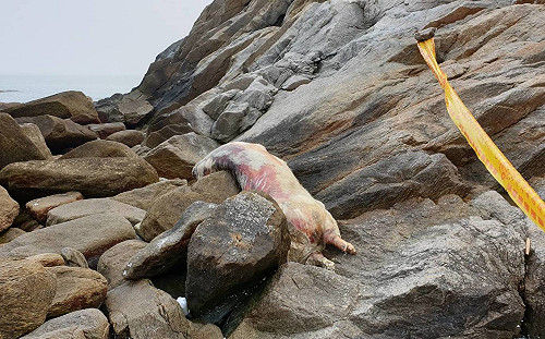 立委盼放寬金門豬肉製品管制標準！防檢局：仍需討論