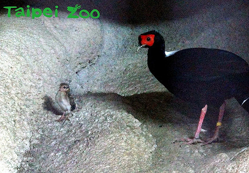 藍腹鷴寶寶慶滿月！北市動物園新亮點