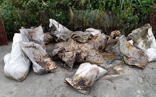 新北八里驚見120隻雞屍遭棄！動保處：已消毒送檢