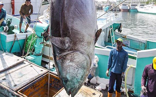 2019屏東第一鮪驗明正身！4/20熱鬧拍賣
