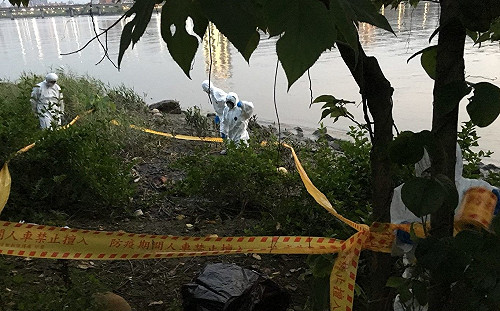 免驚！北市延平河濱公園豬屍確診未感染非洲豬瘟