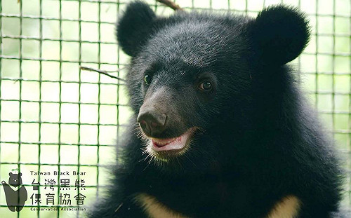 媒體曝光小熊所在地 黑熊媽媽痛批假新聞：又是媽祖託夢？