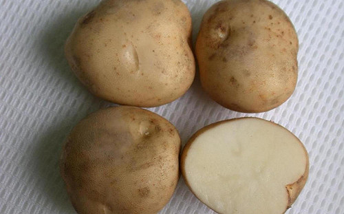 澱粉界資優生！「馬鈴薯」熱量比地瓜更低