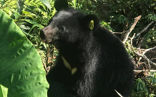 南安小熊野放錄影播出爭議 媒觀聲明向壹電視、陳雅琳致歉