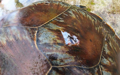 惡劣！小琉球驚見海龜遭魚叉穿孔身亡 網怒：良心呢？