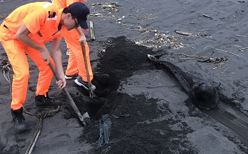 今年第三起！死亡鯨豚擱淺宜蘭海岸