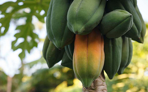 暴雨成災！農損達1643萬元  木瓜最慘損失372萬元