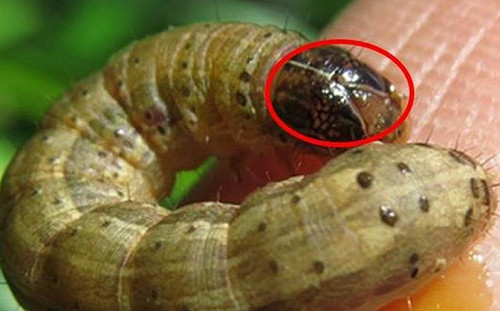 都是風向惹的禍！中國農業害蟲「秋行軍蟲」確定入侵台灣