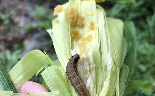 不只玉米田有！台南百慕達草皮首次發現秋行軍蟲