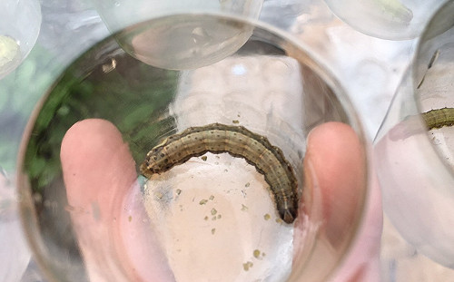 把握防疫關鍵期！秋行軍蟲依形態鑑定採緊急防治