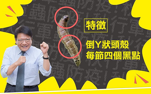 防秋行軍蟲！屏東縣成立緊急應變監控防治小組