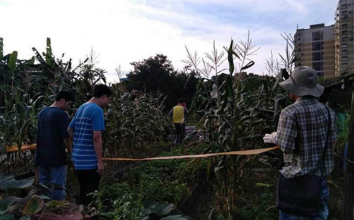基隆首例秋行軍蟲現蹤！市府緊急噴藥監控