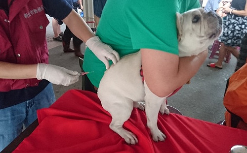 防範狂犬病！新北偏鄉地區狂疫苗注射開跑