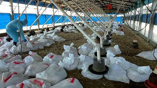 悶熱夏日又傳禽流感！彰化土雞場撲殺近2.8萬隻雞