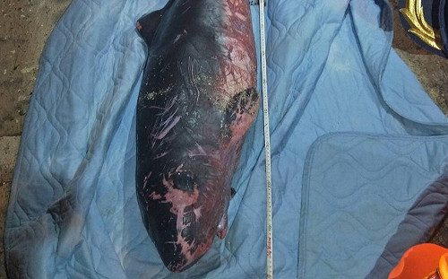 傷痕累累！珍稀瀕危物種小偽虎鯨澎湖擱淺死亡