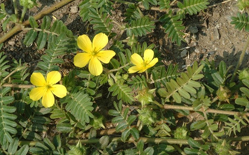 別亂賣！網上販賣中藥膠囊錠最重可判10年徒刑