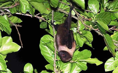 瀕絕野生動物台灣狐蝠現身！龜山島成保育新天堂