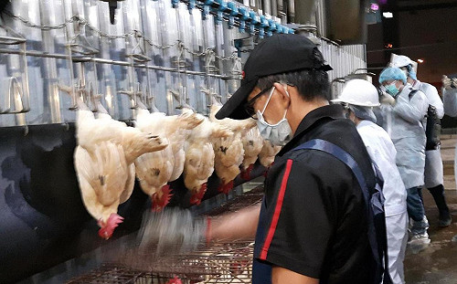 抓到了！中國網紅來台直播賣雞腳  防檢局開罰3萬元