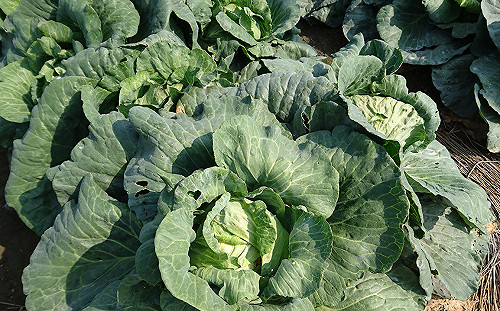 颱風「白鹿」逼近！蔬菜批發上漲至8月最高