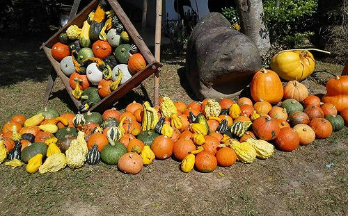 防癌又補血！營養滿分「南瓜」六大好處看這裡