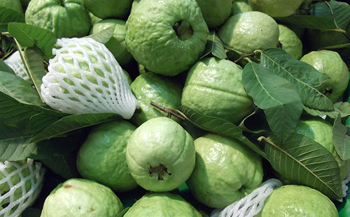 吃軟還吃硬？揭你所不知的台灣「芭樂」品種