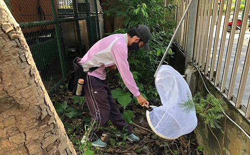 回越南探親遭感染！台南登革熱境外移入達31例