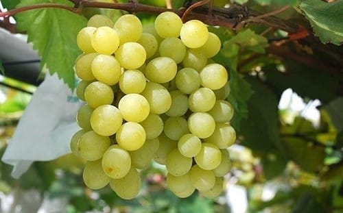 從早春一直吃到冬天！台灣5種常見葡萄品種大集合