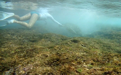 明知故犯？才提醒摸海龜恐罰30萬 今又有旅客疑似追龜