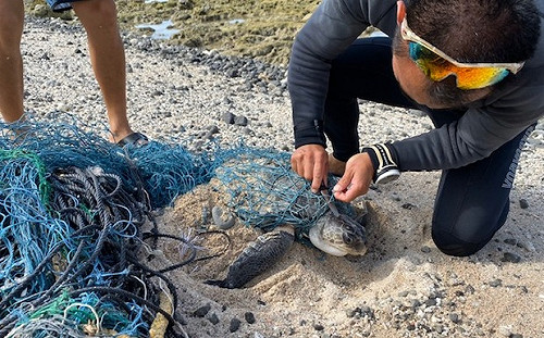 綠島珍稀欖蠵龜遭漁網纏身！海巡署越洋救援