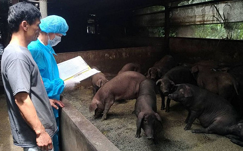 豬價走低還進口？農委會：沒有要進口巴拿馬豬肉