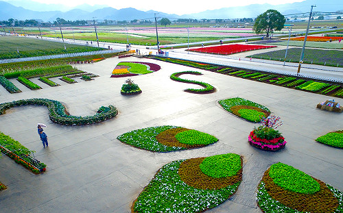 週末來這賞花拍美照！新社花海11月9日盛大登場