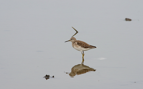 紅冠水雞、鷹斑鷸報到！到華江雁鴨自然公園賞鳥趣