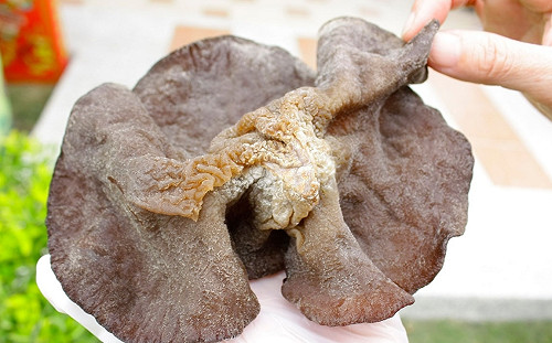 菇菇小學堂！冬天最佳火鍋配料菇類你認識多少？