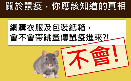 謠言勿信！鼠疫跳蚤會隨網購紙箱來台？疾管署澄清：非傳染途徑