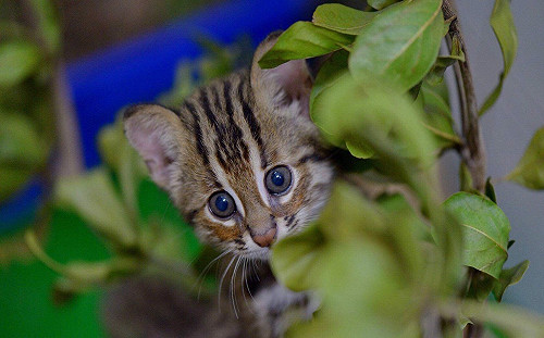 石虎路殺頻傳！苗縣2路段夜間擬降速10公里