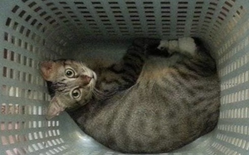 別再害怕愛滋貓！動保處：把握4原則也能健康長大