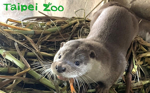 來不及長大！歐亞水獺寶寶「青嶼」 因心因性疾病離世