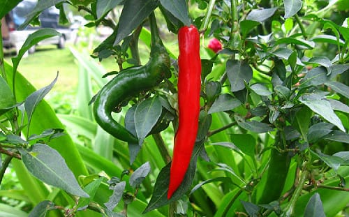 冬天無辣不歡！台灣常見4種辣椒你愛哪一味